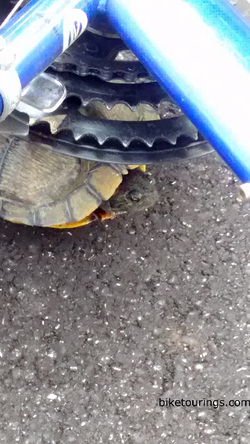 Picture of turtle under bike commuter