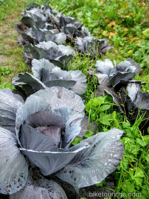 Picture of local organic farm fresh produce for bike rides