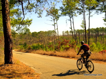Picture of mountain bike touring with new forest growth scenic view.