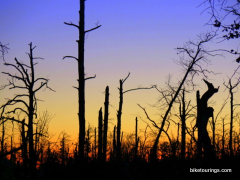 Picture of standing dead trees after a forest fire silhouetted at sunset.