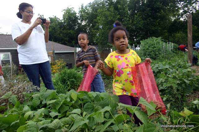 Picture of families working at Natural Living food co op garden