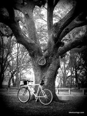 Picture of commuter bike and old oak tree
