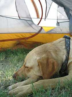 Picture of torn tent while bike camping with dog
