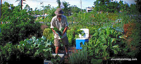 Picture of Bike Tourings' author working at Natural Living Co-op and Cafe Garden
